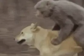 小猴子太可怜了，就因为骑在小狗身上被网友痛骂，那是膏药猴！图片