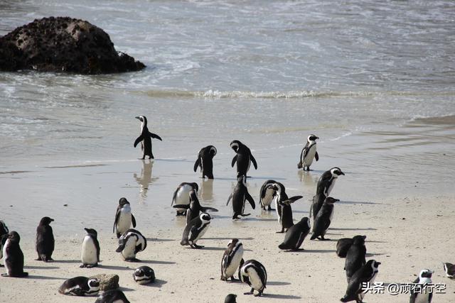 南部非洲：南非开普敦企鹅岛