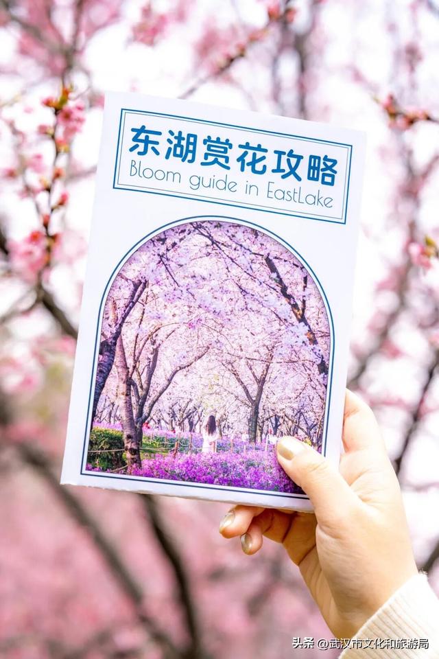 本周起，武汉赏樱大礼包免费领，手慢无！