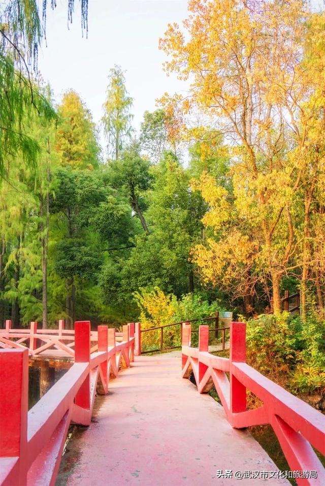 从水杉红到锁情台，每一步都踩在秋的调色盘上|九真山秋游全攻略