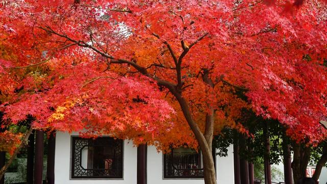 江西秋色藏不住！这8处红叶秘境惊艳了整个秋天！