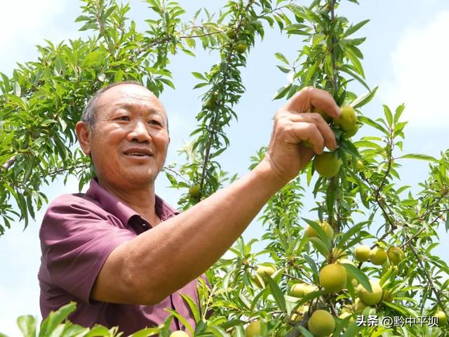 平坝区林下村：花海果香醉游人