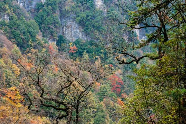 世界自然遗产、物种基因库、北纬31°绿色奇迹——神农架旅游攻略