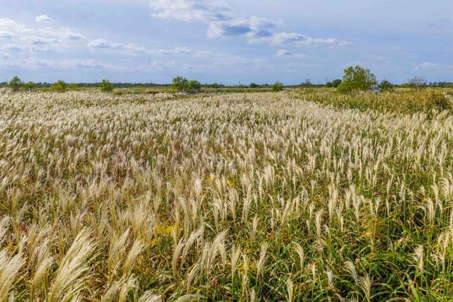 芦花如雪，杭州湾湿地开启“白色浪漫季”