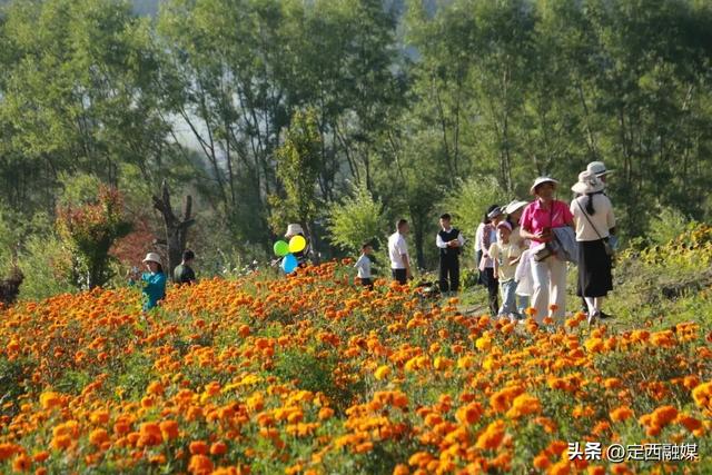 岷县：牧马滩秋日百花争艳引客来