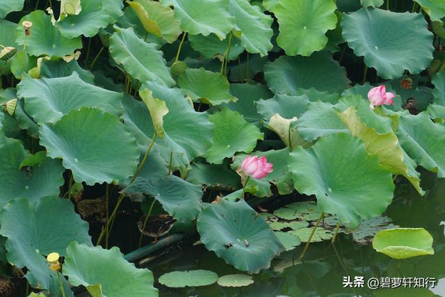 初秋北海公园，赏万佛楼硫华菊花海，和“纯真兔兔”一起荡起双桨