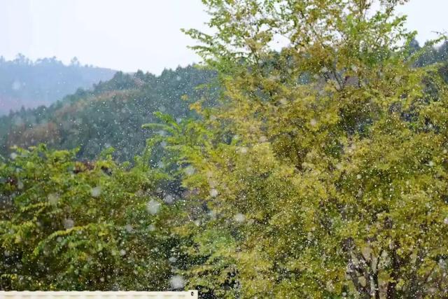 金堂这里“下雪”了！