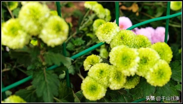 金叶轮行：大行045折叠自行车薛城→官桥薛国故城银杏林深度评测