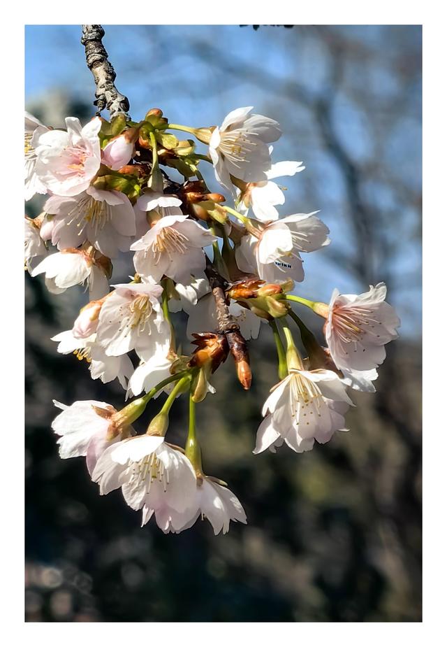 【夏云】早春三月，樱你而美——静安雕塑公园赏花记