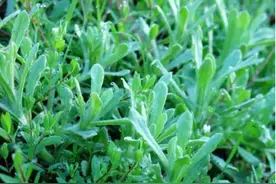 4月这草别错过，是菜也是药，人称“草中燕窝”，3种做法超级好吃图片