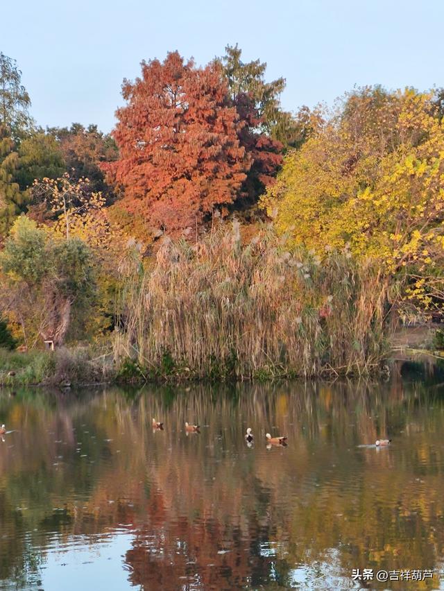 初冬‖钟山前湖月牙堤的日落	，美的人移不开眼，停不下手拍摄！
