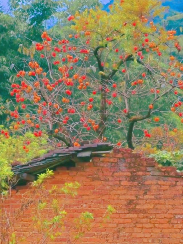 从化桂峰村赏秋，