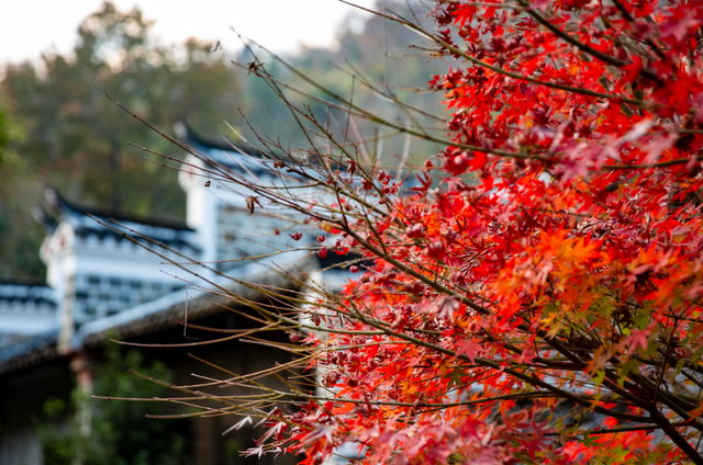 给你个准信！韶关森林红！红！红啦~