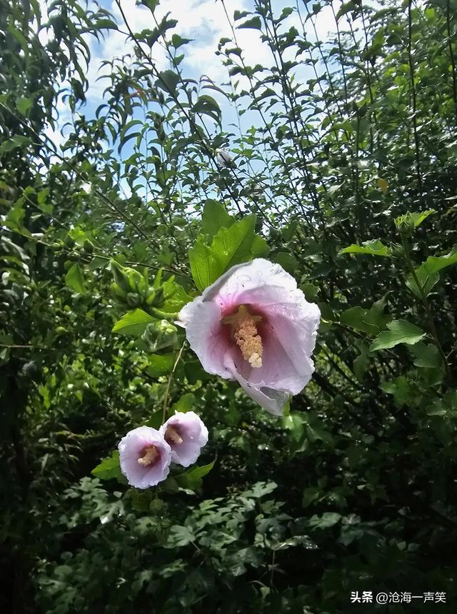 木槿花，醉了自然，爱了自然，乐了自然，蓝天有约，拥抱自然吧