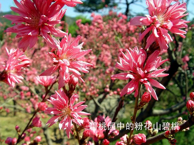 北京旅游：走进西山脚下的植物园（图）