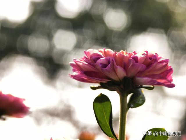 你看见过多少种菊花？