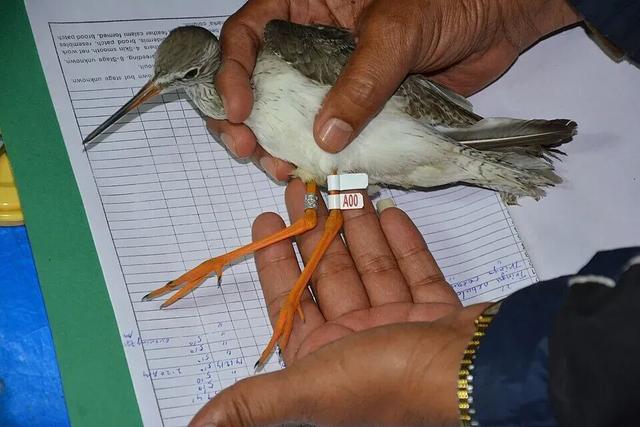 如何数鸟鸟鸟鸟鸟？科学家想到的这个方法绝了