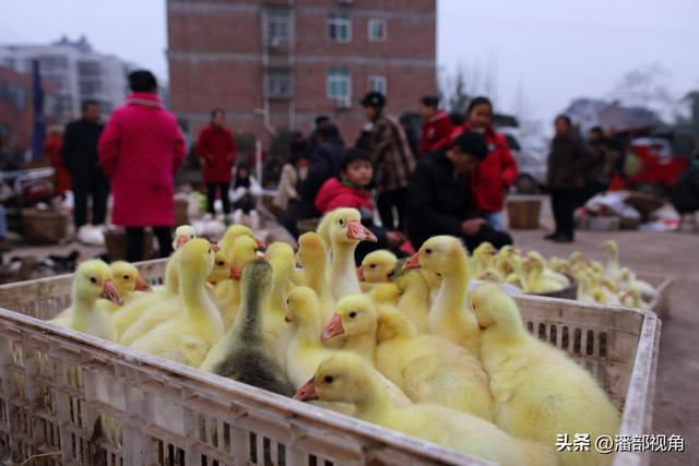 四川安岳除了摩崖造像，这里石羊镇的传统集市也是值得看看的