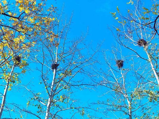 美翻了！丰台这些“秋季限定”进入倒计时→