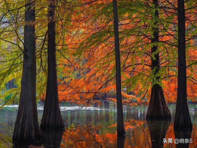 猜猜这是南京的哪里？简直美爆了！