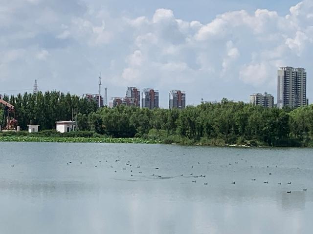荷花、野鸭子、夏景