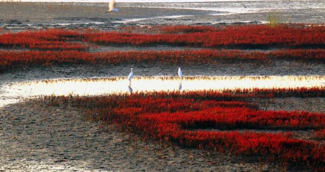 冬日斑斓笔触,书写潍坊滨海的色彩诗篇