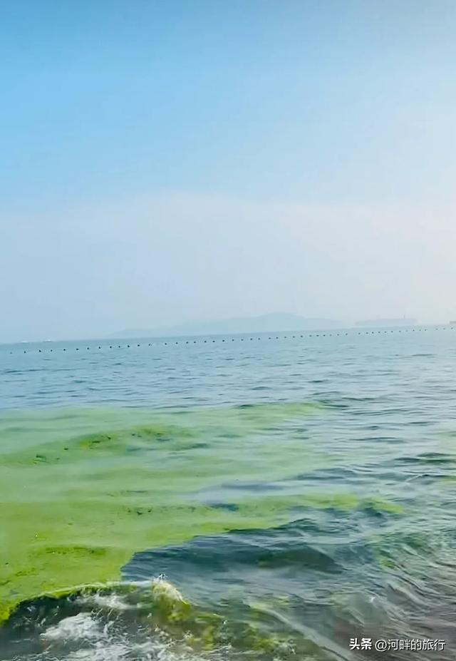 青岛大海，开始飘了浒苔