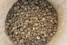 日栽2000余株枇杷苗 苏州果农播种“甜蜜期待”图片