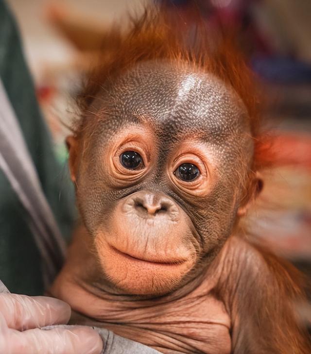 被锁暗室6年：剃毛穿丝袜当玩物，惨状撕开人类伪善面具