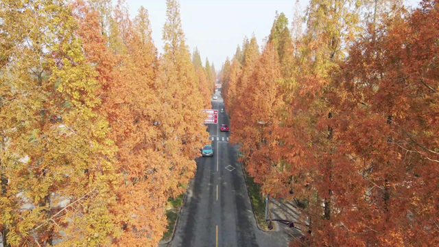 气温渐凉，扬州各地水杉迎来最佳观赏期！