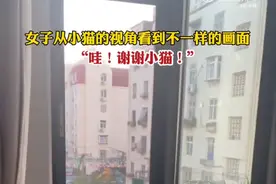 尝试小猫的视角就能在家看到大海图片