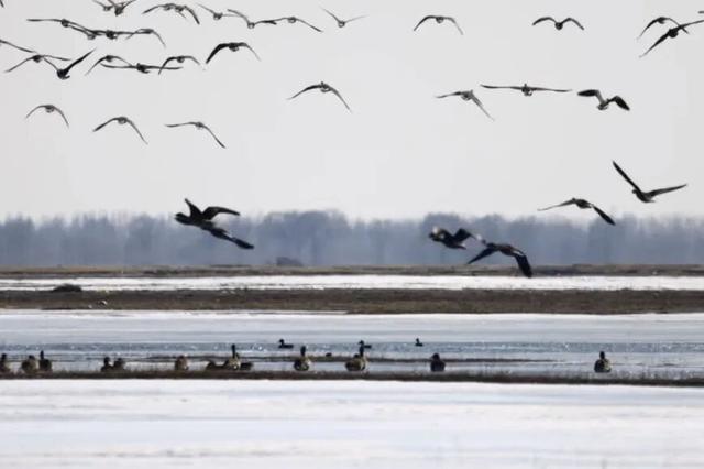 【支援合作 共谋发展】氛围感拉满！扎赉特旗图牧吉秋日湿地，百鸟翩跹入画来~