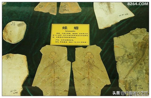 山东行游影记（36）—平邑天宇自然博物馆（十一）