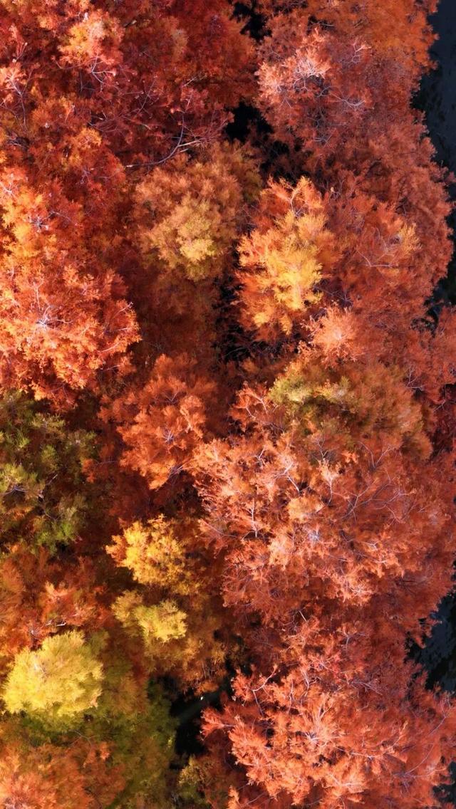 洱海水杉，每天勾我100次