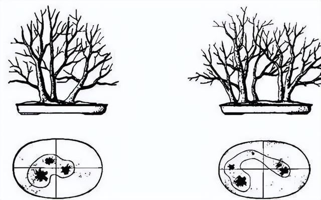 丛林盆景制作技巧｜把“微型森林”搬回家，丛林盆景这么做超简单