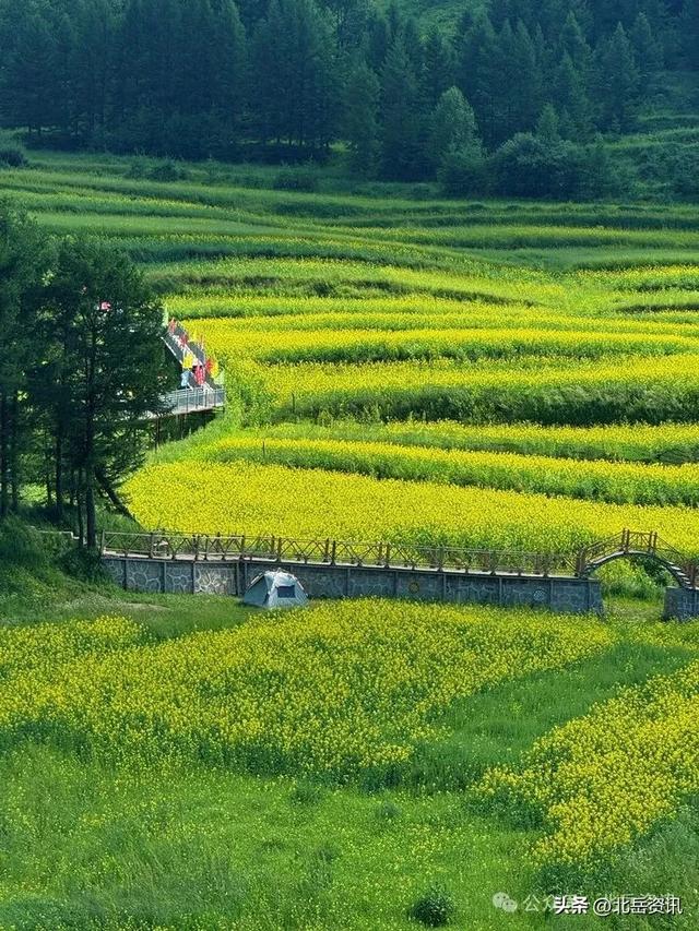 浑源县东葫芦头村：油菜花海引客来 清凉乡村醉游人