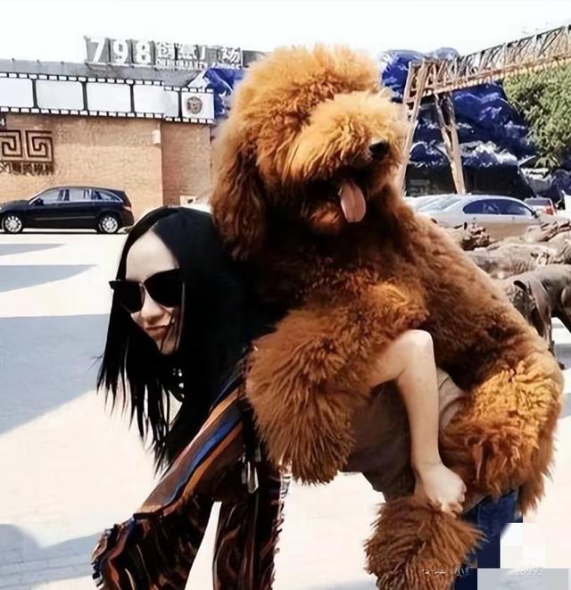 霍思燕携爱犬参加国际比赛获得全场总冠军，杜江自豪发文