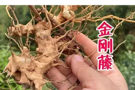 中药材之金刚藤：根茎坚硬刀斧难以砍断，是祛风湿的好药材图片