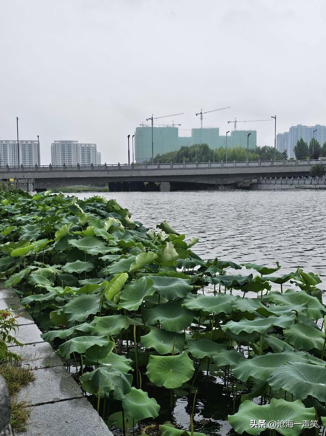 雨中梅湖露营基地的荷叶，更绿了，更美了，更柔了，更俏了！