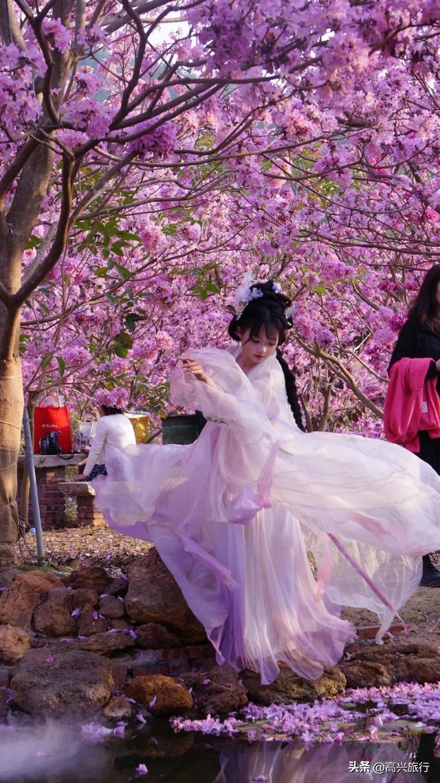 新会大泽绿美生态园太梦幻了，6000株紫花风铃开成童话花海