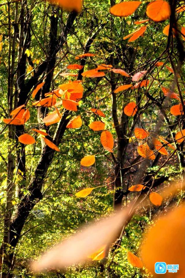 冬意初临 潍坊如诗如画