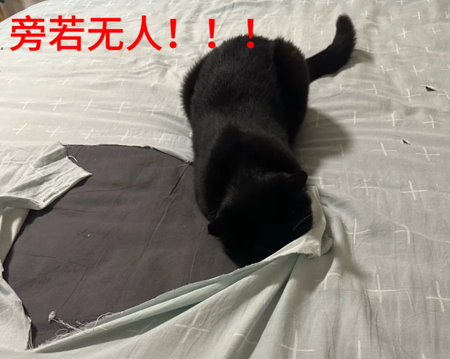 妹子吐槽床单质量不好，没用多久就破洞，网友笑疯：问问你家猫？