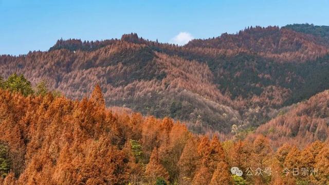 崇州彩林天花板🤩🤩🤩谁还没去过？