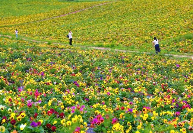 古哈路（古浪段）：串起花海与振兴的最美公路