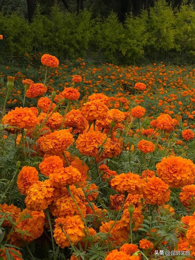 服了！油画感“橘子花海”美惨了！这处免费打卡宝地快冲