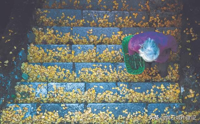 最大1600岁!黄石这几棵银杏王 你都打卡了吗?