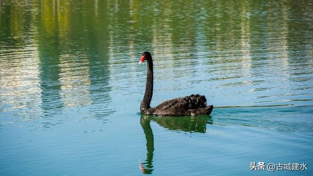 谁懂啊！建水五龙湖新来的黑天鹅，直接美成冬日童话