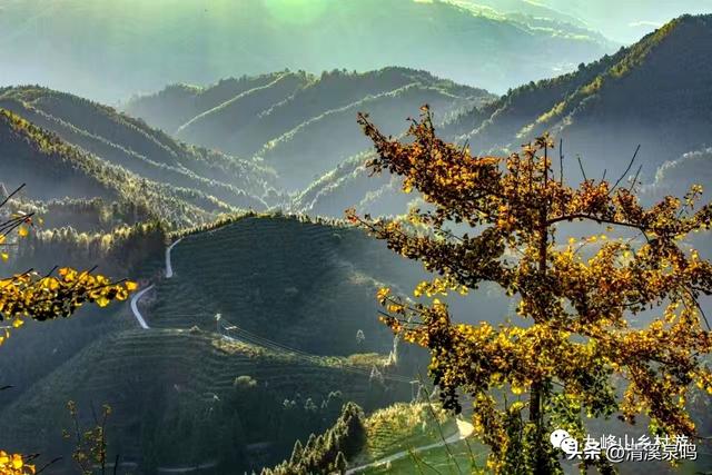 银杏染秋——九峰的金色童话