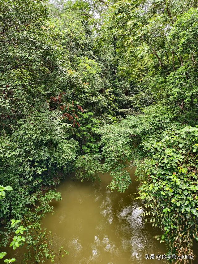 马来西亚(31)砂拉越州⑤姆鲁山canopy树冠高空漫游