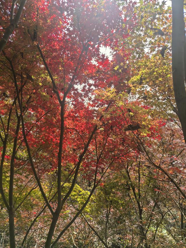 南京栖霞山一日徒步，游千年古刹，看漫山红叶